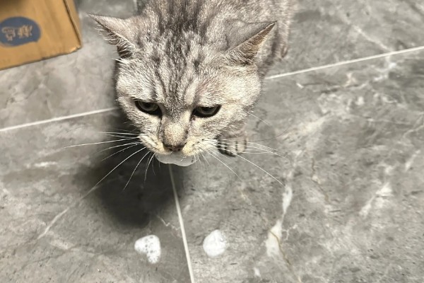 猫咪吃药为什么会吐白沫，主要是药太苦、药物具有刺激性所致