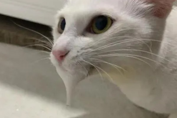 猫咪吃药为什么会吐白沫，主要是药太苦、药物具有刺激性所致