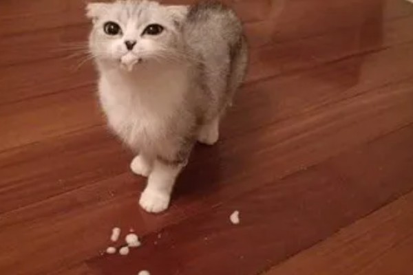 猫咪吃药为什么会吐白沫，主要是药太苦、药物具有刺激性所致