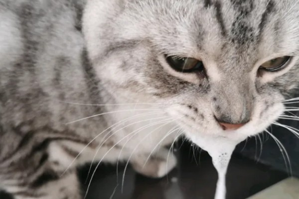 猫咪吃药为什么会吐白沫，主要是药太苦、药物具有刺激性所致