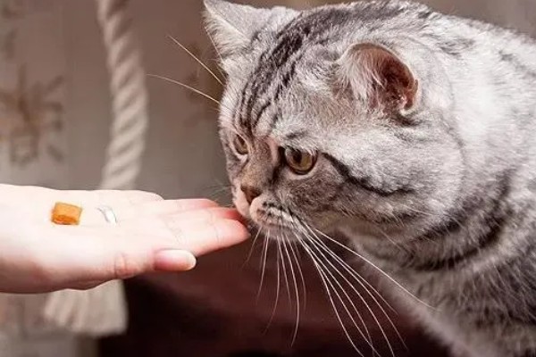 猫咪吃药为什么会吐白沫，主要是药太苦、药物具有刺激性所致
