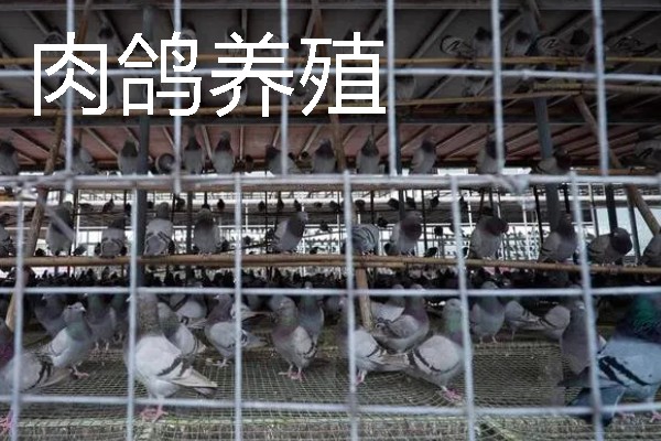 适合农村的养殖项目，推荐肉鸽、水产养殖等