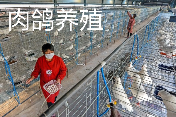 适合农村的养殖项目，推荐肉鸽、水产养殖等