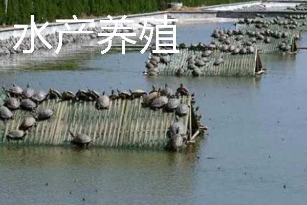 适合农村的养殖项目，推荐肉鸽、水产养殖等