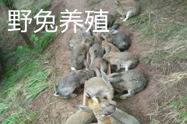 适合农村的养殖项目，推荐肉鸽、水产养殖等