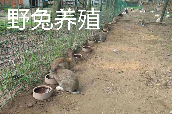 适合农村的养殖项目，推荐肉鸽、水产养殖等