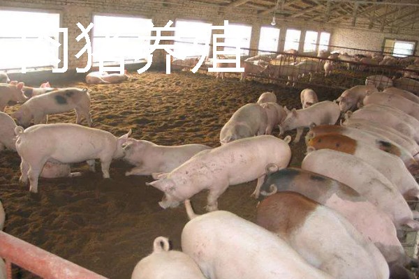 适合农村的养殖项目，推荐肉鸽、水产养殖等