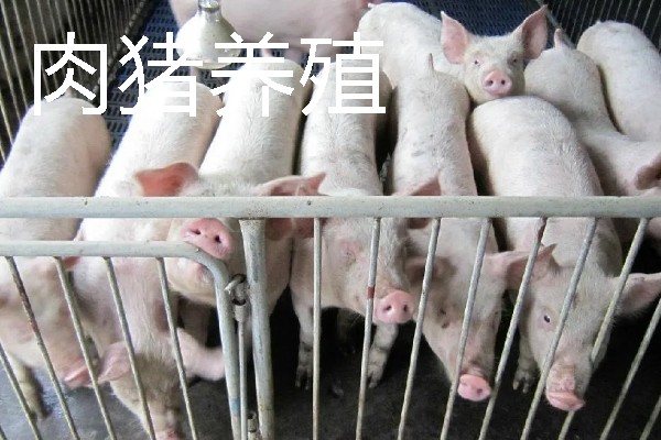 适合农村的养殖项目，推荐肉鸽、水产养殖等