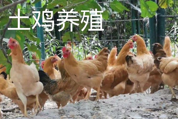 适合农村的养殖项目，推荐肉鸽、水产养殖等