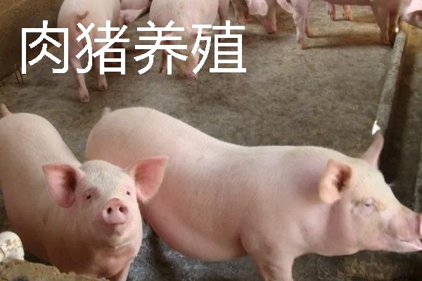 适合农村的养殖项目，推荐肉鸽、水产养殖等