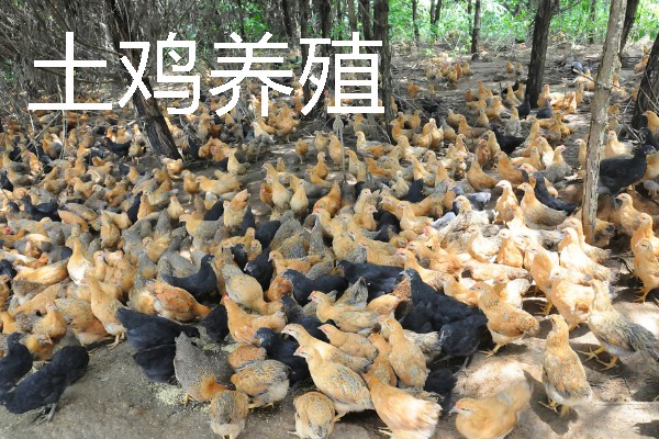 适合农村的养殖项目，推荐肉鸽、水产养殖等