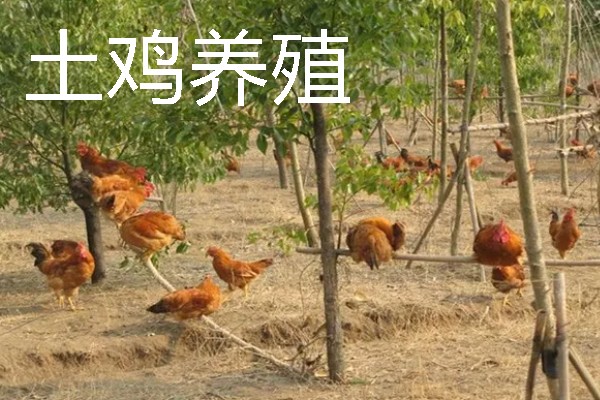适合农村的养殖项目，推荐肉鸽、水产养殖等