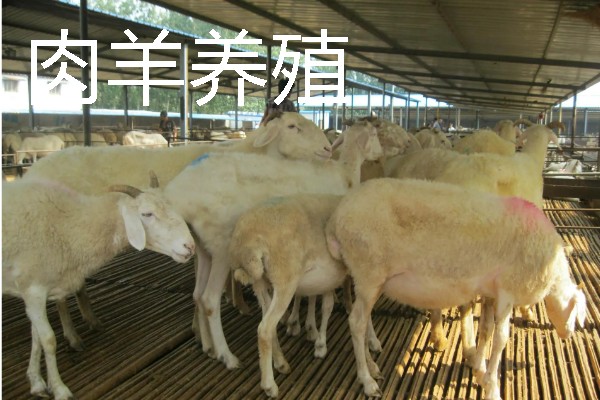 适合农村的养殖项目，推荐肉鸽、水产养殖等