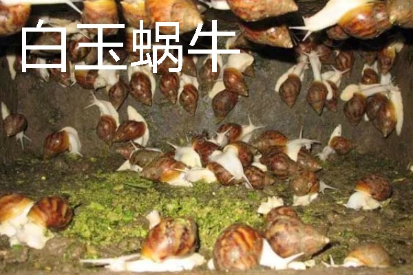 适合农村的养殖项目，推荐肉鸽、水产养殖等