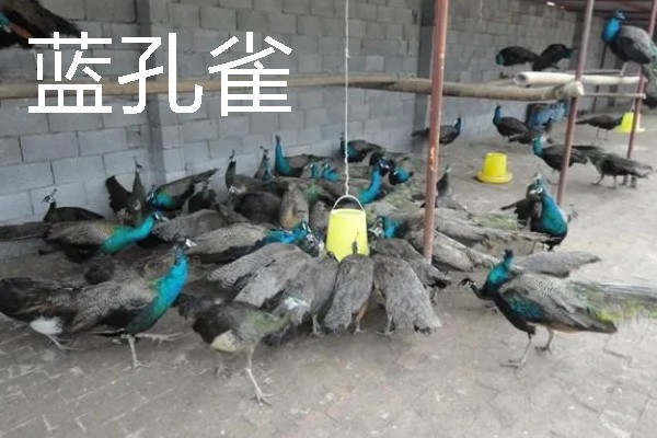 适合农村的养殖项目，推荐肉鸽、水产养殖等