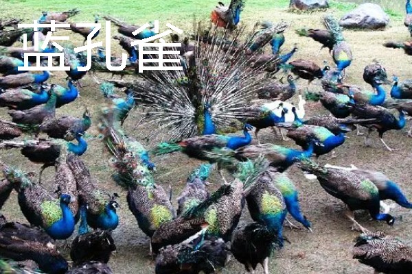 适合农村的养殖项目，推荐肉鸽、水产养殖等