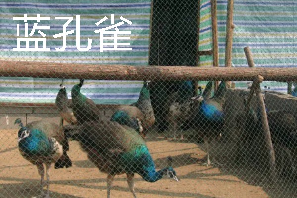适合农村的养殖项目，推荐肉鸽、水产养殖等