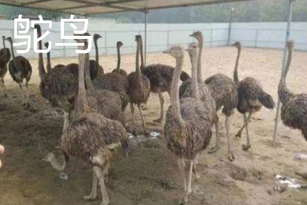 适合农村的养殖项目，推荐肉鸽、水产养殖等