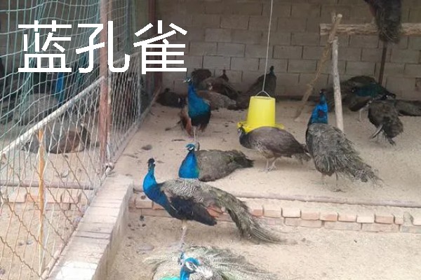 适合农村的养殖项目，推荐肉鸽、水产养殖等
