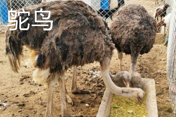 适合农村的养殖项目，推荐肉鸽、水产养殖等