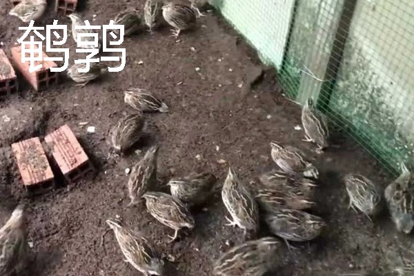 适合农村的养殖项目，推荐肉鸽、水产养殖等