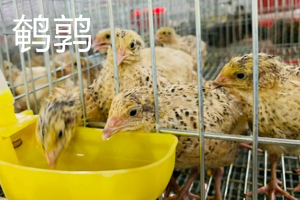 适合农村的养殖项目，推荐肉鸽、水产养殖等