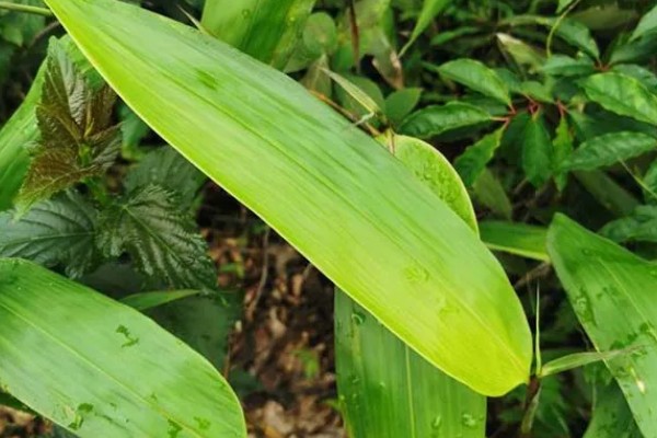 粽叶树介绍，一般是指箬叶、芦苇叶
