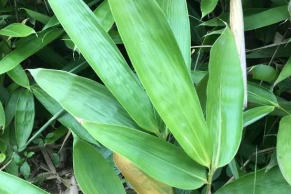 粽叶树介绍，一般是指箬叶、芦苇叶