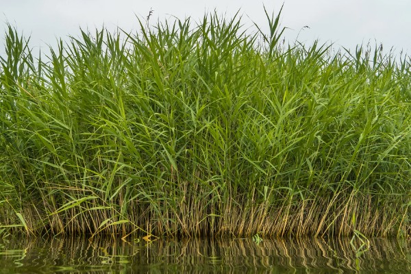 粽叶树介绍，一般是指箬叶、芦苇叶