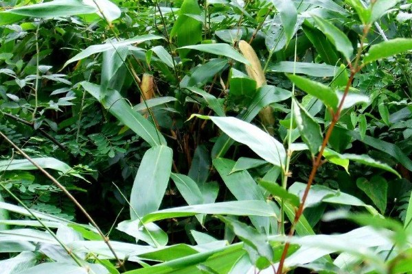 粽叶树介绍，一般是指箬叶、芦苇叶