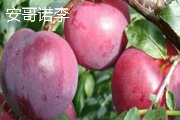 我国哪种李子比较贵，安哥诺李、蜂糖李等品种都是昂贵种类