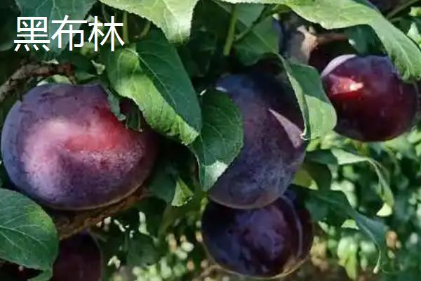 我国哪种李子比较贵，安哥诺李、蜂糖李等品种都是昂贵种类