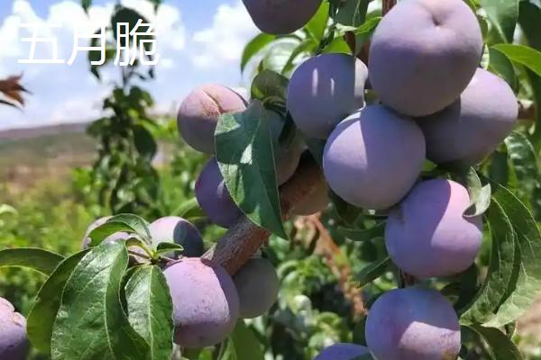 我国哪种李子比较贵，安哥诺李、蜂糖李等品种都是昂贵种类