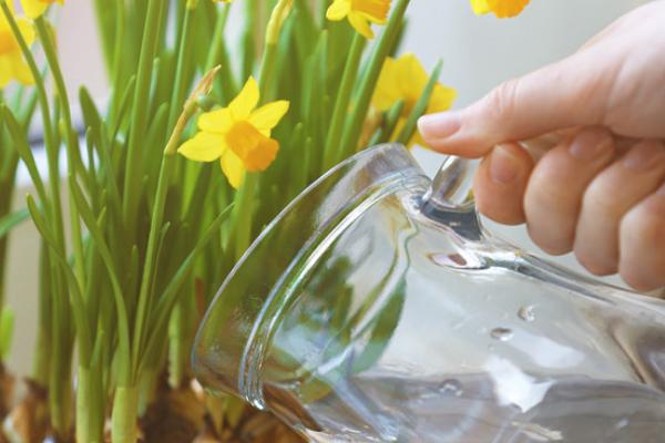 水仙开花后如何养护，剪除枯花和无用枝可促使花朵再次开放