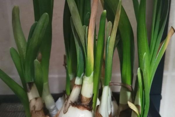 水仙开花后如何养护，剪除枯花和无用枝可促使花朵再次开放