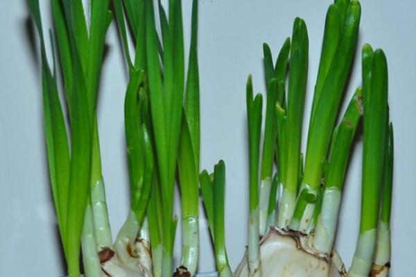 水仙开花后如何养护，剪除枯花和无用枝可促使花朵再次开放