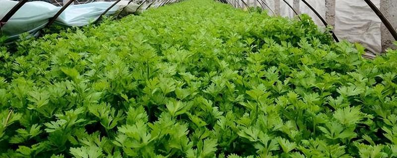 冬天栽培芹菜的要点，遇到低温天气时覆盖双层薄膜可以防冻