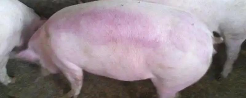 猪皮肤发红的治疗方法，可降低猪舍温度