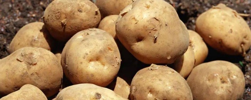 土豆要打顶打叉吗，土豆是需要打顶打叉的
