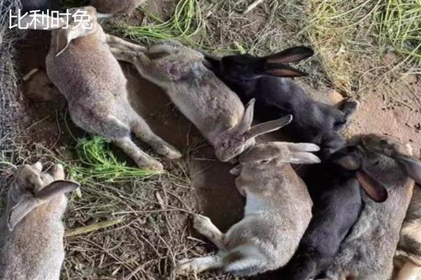 肉兔的品种，常见的有比利时兔、新西兰兔等