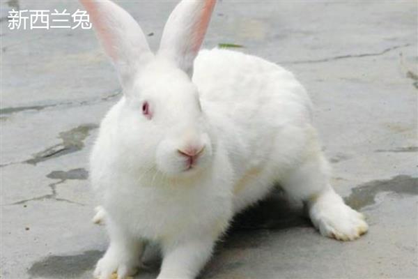 肉兔的品种，常见的有比利时兔、新西兰兔等