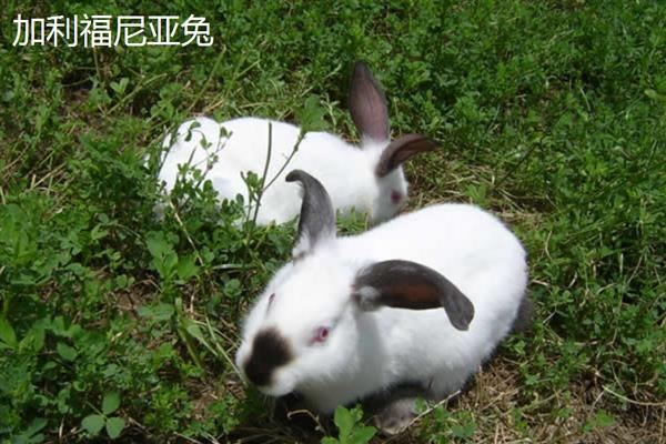 肉兔的品种，常见的有比利时兔、新西兰兔等