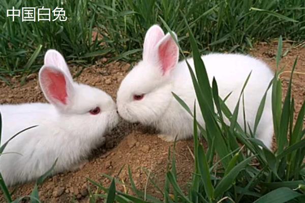 肉兔的品种，常见的有比利时兔、新西兰兔等