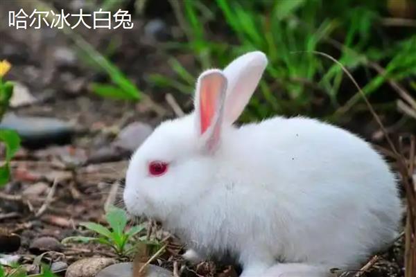 肉兔的品种，常见的有比利时兔、新西兰兔等