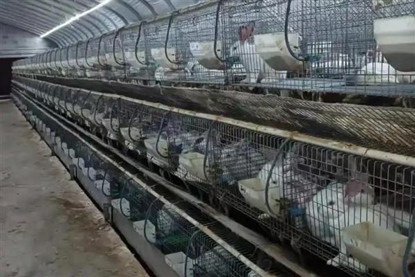 肉兔的品种，常见的有比利时兔、新西兰兔等