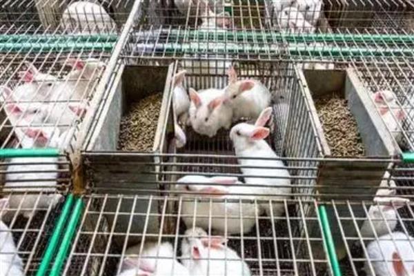 肉兔的品种，常见的有比利时兔、新西兰兔等