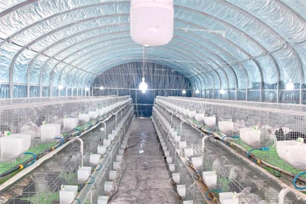 肉兔的品种，常见的有比利时兔、新西兰兔等