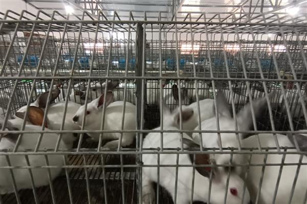 肉兔的品种，常见的有比利时兔、新西兰兔等