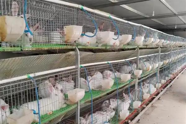 肉兔的品种，常见的有比利时兔、新西兰兔等