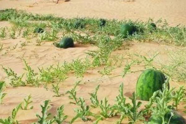 哪些蔬菜适合种在沙土地上面，包含洋葱、韭菜、萝卜等品种